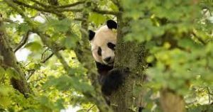 Live streaming panda